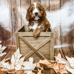 Orlando - Red male Cavapoo puppy in Beresford, South Dakota from DAKOTA DOOD RANCH