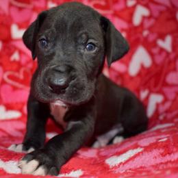 Jack Daniels - Black and white male Great Dane puppy in Chapmansboro, Tennessee from Balthrop Bend Farms