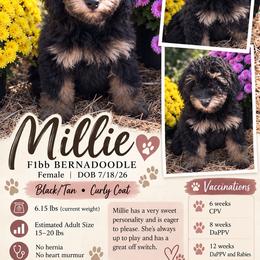 Millie - Phantom female Bernedoodle puppy in Rising Sun, Indiana from Ruby Lane Doodles