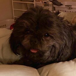 Dilly Dahlia - Shih Tzu