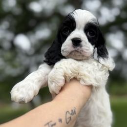 Girl 2 - Black white and tan female Cocker Spaniel puppy in Texas from Sisu Cockers