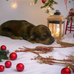 Chance - Red male Dachshund puppy in Sharon Springs, New York from Show Us The Way Homestead