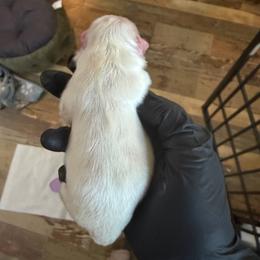 A - White male Pomeranian puppy in Bakersfield, California from Alicia Amparano