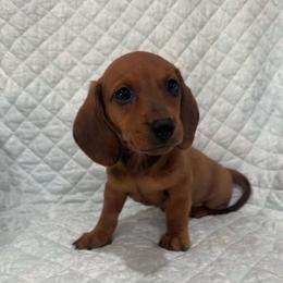 Boy 2 red - Red male Dachshund puppy in Galax, Virginia from Dells  Dachshund’s