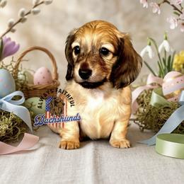 AFDs Oliver - Cream male Dachshund puppy in Waverly, Ohio from Always Faithful Dachshunds