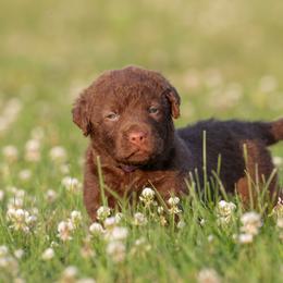 Baby Girl - Brown female Chesapeake Bay Retriever puppy in Chatfield, Minnesota from Next Generation