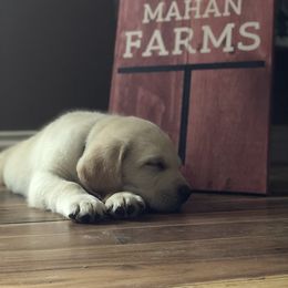 Labrador Retriever Puppies from Mahan Labs