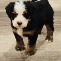 Harrison - Tri-color male Bernedoodle puppy in Saint Francis, Kansas from Land of Oz Doodles