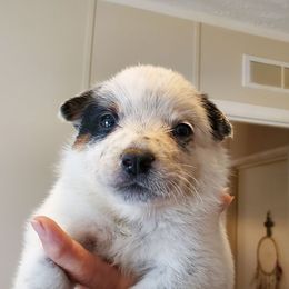 Boy 2 - Blue mottled male Australian Cattle Dog puppy in Lenoir, North Carolina from Blue Coyote Ranch