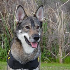 Tamaskans from Sundog Tamaskan