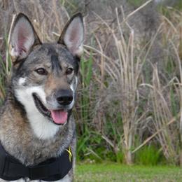 Tamaskans from Sundog Tamaskan