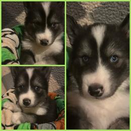 Black or agouti light green male - Black male Siberian Husky puppy in Wheeling, West Virginia from Powells Huskies
