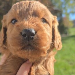 Birch - Red  male Goldendoodle puppy in Red Oak, Iowa from Fisher Pups-Stay Golden with a Doodle