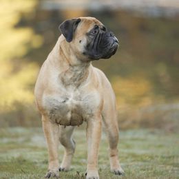 Rain - Bullmastiff