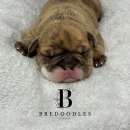 Bernedoodle and Bulldog Puppies from BreDoodles English Bulldogs & Bernedoodles