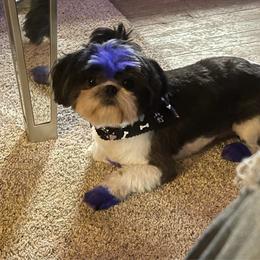 Savior - Shih Tzu