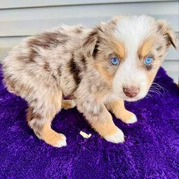 Blaze - Red merle male Australian Shepherd puppy in Charlotte, North Carolina from Awesome Aussies