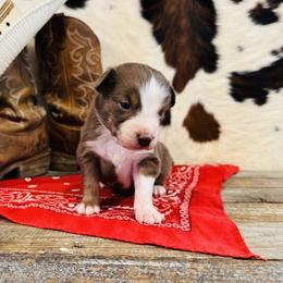 'Fergus' - Red tri-color male Australian Shepherd puppy in Durand, Wisconsin from Larson’s Legacy Aussome Aussie Kennels