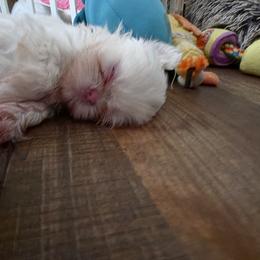 Girl 1 - female Shih Tzu puppy in Owensboro, Kentucky from AKA Shih Tzu
