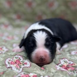 Rumor - Tri-color male Border Collie puppy in Fortson, Georgia from Southern Wind Farms