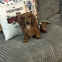 Dachshund All Grown Up from Kayla Lester