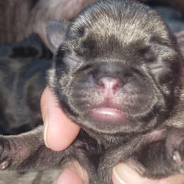 Pug Puppies from Carla's Pugs