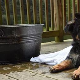 German Shepherd Puppies from Blue Bloods Haus German Shepherds