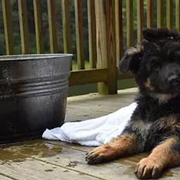 German Shepherd Puppies from Blue Bloods Haus German Shepherds