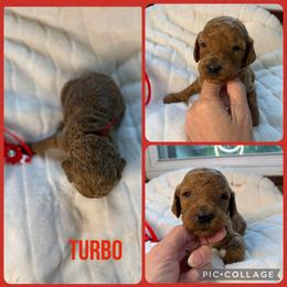 Turbo - Red  male Poodle puppy in Mount Vernon, Illinois from AMC Poodles