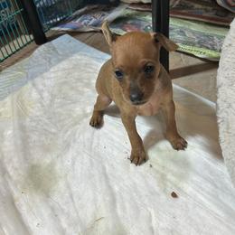 Miniature Pinscher puppies from Nizhoni Miniature Pinschers of ARIZONA