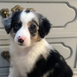 Miniature American Shepherds and Miniature Australian Shepherds from East to Western Aussies