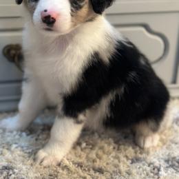 Miniature American Shepherds and Miniature Australian Shepherds from East to Western Aussies