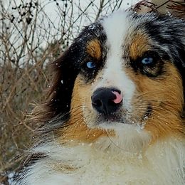 Australian Shepherds from Josh Courville