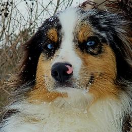 Australian Shepherds from Josh Courville
