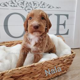 Goldendoodle Puppies from Auburn Hills Doodles & Poodles