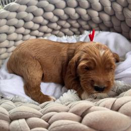 Alex - Red  male Goldendoodle puppy in Rose Hill, North Carolina from Red Door Canines