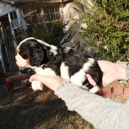 Cavalier King Charles Spaniel Puppies from Critter's Cottage Cavaliers