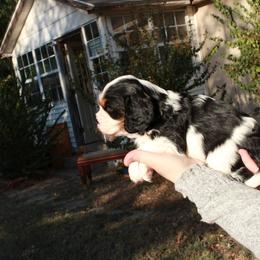 Cavalier King Charles Spaniel Puppies from Critter's Cottage Cavaliers