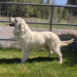 Oakley - Golden Retriever