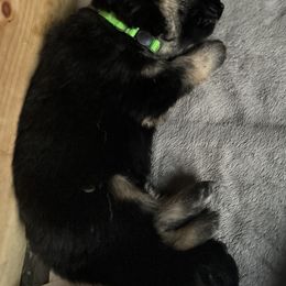 German Shepherd Puppies from Gems German Shepherd Dog Puppies