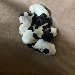 Girl 3 - Black and white female German Shorthaired Pointer puppy in Pierz, Minnesota from RFP Pointers German Shorthaired Pointers