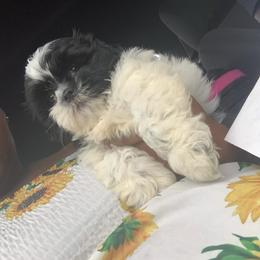 Shihpoo Puppies from Dws_kennelservices