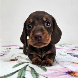 Chocolate and tan male - Chocolate and tan male Dachshund puppy in Belle Rive, Illinois from Akin's Miniature Dachshunds, LLC