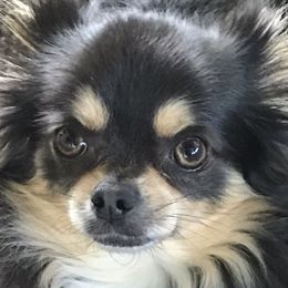 Manny - Chihuahua
