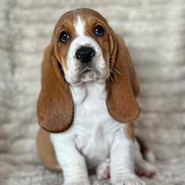 Twizzler (red) - Brown black and white female Basset Hound puppy in Kingsport, Tennessee from Bear’s Bassets