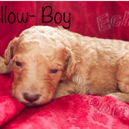 Labradoodle Puppies from Echoing Meadows