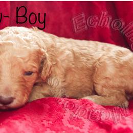 Labradoodle Puppies from Echoing Meadows