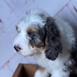 Boy 1 - Merle male Bernedoodle puppy in Belgreen, Alabama from Scott’s Farm Poodles and Doodles