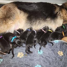 Watermelon - Black and tan male German Shepherd puppy in Fort Jennings, Ohio from Von Holtzapple German shepherds