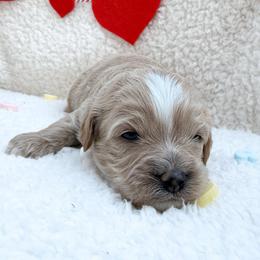 Tommy - Apricot male Cavapoo puppy in Redding, California from O’Hara  Doodles